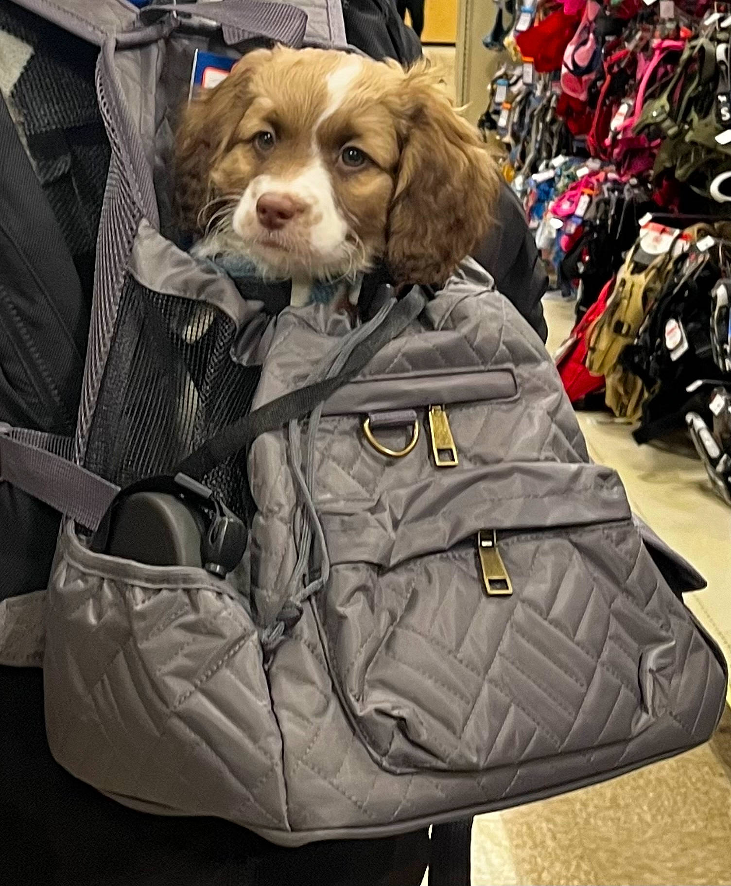 Gabriel joined the competition — help win amazing prizes! auto_part, bag, baggage, canidae, carnivore, companion_dog, dog, dog_breed, dog_supply, fashion_accessory, fur, leash, liver, luggage_and_bags, mammal, metal, motor_vehicle, sleeve, sporting_group, working_animal