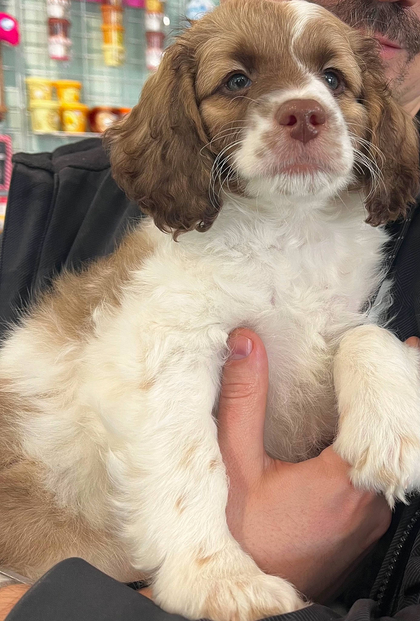 Gabriel joined the competition — help win amazing prizes! canidae, carnivore, cocker_spaniel, companion_dog, dog, dog_breed, event, flesh, fur, gun_dog, liver, spaniel, sporting_group, toy_dog, working_animal