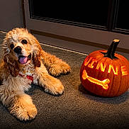 Winne joined the competition — help win amazing prizes! dog, cocker_spaniel, pet, puppy, floppy_ears, long_fur, golden_coat, tongue_out, happy, lying_down, collar, pumpkin, jack_o_lantern, halloween, glowing, carved_pumpkin, bone, indoor, carpet, door