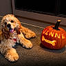 dog, cocker_spaniel, pet, puppy, floppy_ears, long_fur, golden_coat, tongue_out, happy, lying_down, collar, pumpkin, jack_o_lantern, halloween, glowing, carved_pumpkin, bone, indoor, carpet, door