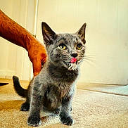 Piku is registered to the contest to win money with this photo: abyssinian, accessories, animal, blackcat, bodypart, brasssection, cat, hardwood, kitten, manx, mouth, person, pet, photobombing, snout, stainedwood, strap, teeth, tongue, wood