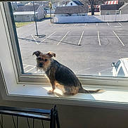 Buster joined the competition — help win amazing prizes! dog, windowsill, window, parking_lot, house, sunlight, pet, animal, small_dog, indoor, daylight, scruffy, curious, looking, quiet, empty_parking, residential, shadow, fence, outdoor_view