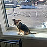dog, windowsill, window, parking_lot, house, sunlight, pet, animal, small_dog, indoor, daylight, scruffy, curious, looking, quiet, empty_parking, residential, shadow, fence, outdoor_view