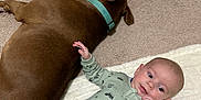 Randy is registered to the contest to win money with this photo: baby, dog, carpet, blanket, onesie, collar, brown_dog, infant, lying_down, floor, pet, young_child, animal, resting, indoor, curious, soft_texture, green_clothing, teal_collar, relaxed