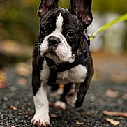 Canela participe au concours pour gagner de l'argent avec cette photo : dog, french_bulldog, puppy, animal, pet, walking, gravel, leaves, autumn, outdoor, nature, close_up, black_and_white, ears, cute, young, collar, leash, focused, background_blur