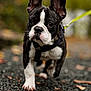 dog, french_bulldog, puppy, animal, pet, walking, gravel, leaves, autumn, outdoor, nature, close_up, black_and_white, ears, cute, young, collar, leash, focused, background_blur