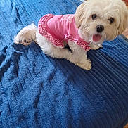 Gabby is registered to the contest to win money with this photo: adorable, animal, bed, blue_blanket, canine, cute, dog, floor, fluffy, fur, indoor, looking, pet, pink_dress, polka_dots, resting, small_dog, tongue_out, white_dog, wooden_floor