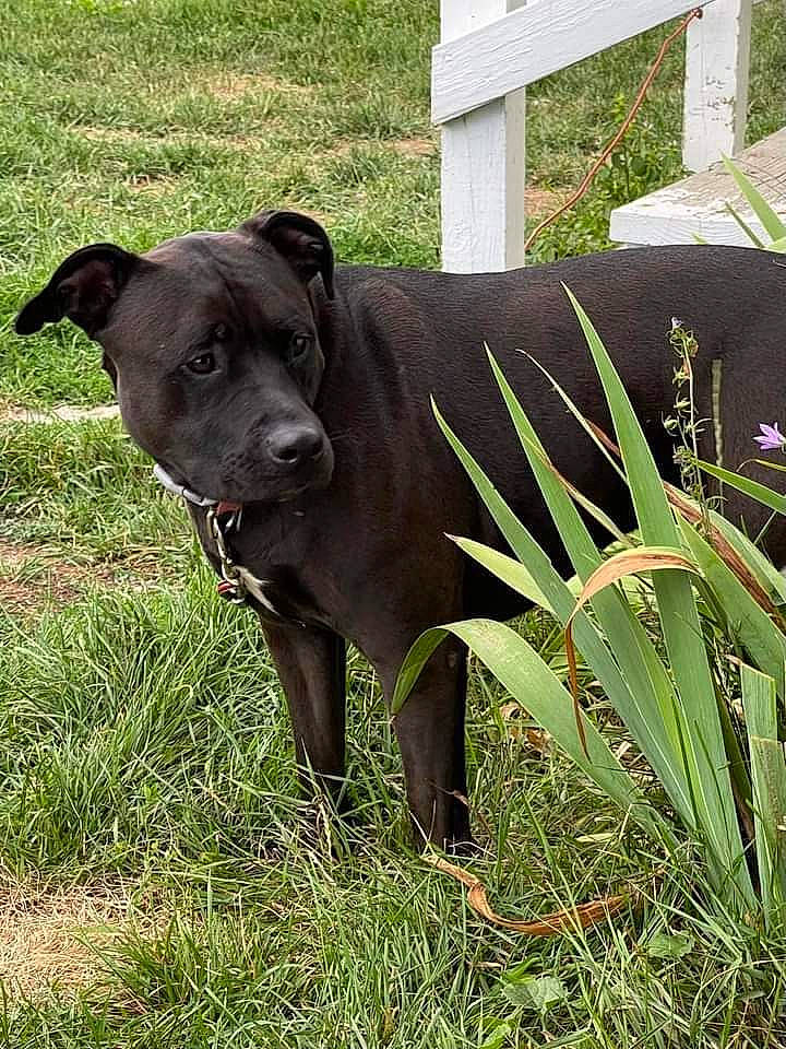 Ruby joined the competition — help win amazing prizes! borador, carnivore, collar, companion_dog, dog, dog_breed, dog_collar, fawn, grass, guard_dog, perennial_plant, pet_supply, plant, snout, sporting_group, tail, terrestrial_animal, terrestrial_plant, whiskers, working_animal