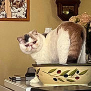 Pandora is registered to the contest to win money with this photo: cat, bowl, kitchen_counter, clock, flower, painting, decor, white_cat, brown_spot, indoor, household, feline, pet, tabletop, container, still_life, cute_cat, animal, curious, portrait