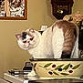 cat, bowl, kitchen_counter, clock, flower, painting, decor, white_cat, brown_spot, indoor, household, feline, pet, tabletop, container, still_life, cute_cat, animal, curious, portrait