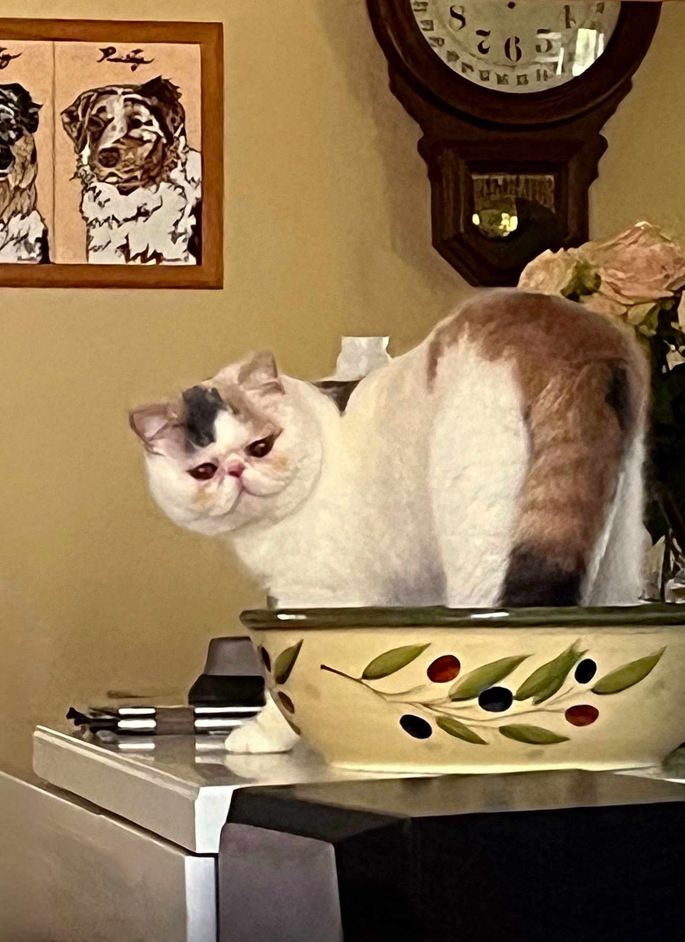 Pandora is registered to the contest to win money with this photo: cat, bowl, kitchen_counter, clock, flower, painting, decor, white_cat, brown_spot, indoor, household, feline, pet, tabletop, container, still_life, cute_cat, animal, curious, portrait