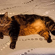 Lara participe au concours pour gagner de l'argent avec cette photo : cat, tabby, fluffy, bed, bedspread, pattern, indoor, pet, fur, relaxed, animal, mammal, whiskers, face, ears, lying_down, looking_at_camera, domestic, cozy, resting