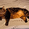 cat, tabby, fluffy, bed, bedspread, pattern, indoor, pet, fur, relaxed, animal, mammal, whiskers, face, ears, lying_down, looking_at_camera, domestic, cozy, resting