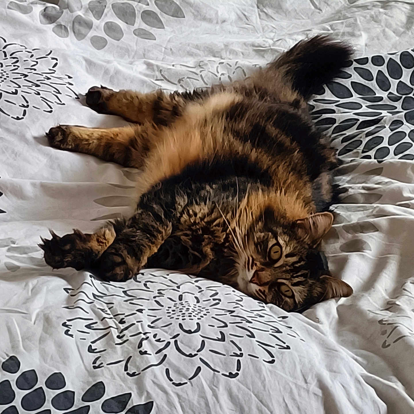 Lara participe au concours pour gagner de l'argent avec cette photo : cat, tabby, fluffy, bed, bedspread, floral_pattern, black_and_white, relaxed, paws, fur, animal, pet, indoor, resting, curious, whiskers, tail, comfort, feline, laying_down