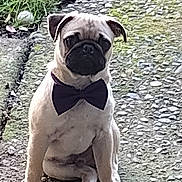Hades joined the competition — help win amazing prizes! animal, black_nose, bow_tie, canine, cute, dog, ears, fur, grass, gravel, nature, outdoor, path, pet, portrait, pug, puppy, sitting, small_dog, young