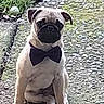 animal, black_nose, bow_tie, canine, cute, dog, ears, fur, grass, gravel, nature, outdoor, path, pet, portrait, pug, puppy, sitting, small_dog, young