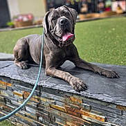 Draco is registered to the contest to win money with this photo: dog, canine, leash, tongue_out, stone_ledge, green_grass, outdoor, pet, animal, building, modern_architecture, happy, resting, daylight, closeup, portrait, muzzle, ears, paws, photography