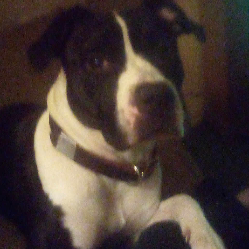 Mytasha