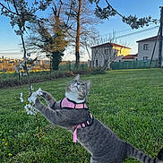Watson a rejoint le concours — aidez-le/la à gagner de superbes lots ! cat, gray_tabby, pink_harness, grass, tree_branch, white_blossoms, outdoor, daylight, backyard, house, sky, greenery, playful, nature, pet, animal, garden, spring, feline, curious