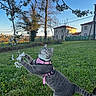 cat, gray_tabby, pink_harness, grass, tree_branch, white_blossoms, outdoor, daylight, backyard, house, sky, greenery, playful, nature, pet, animal, garden, spring, feline, curious