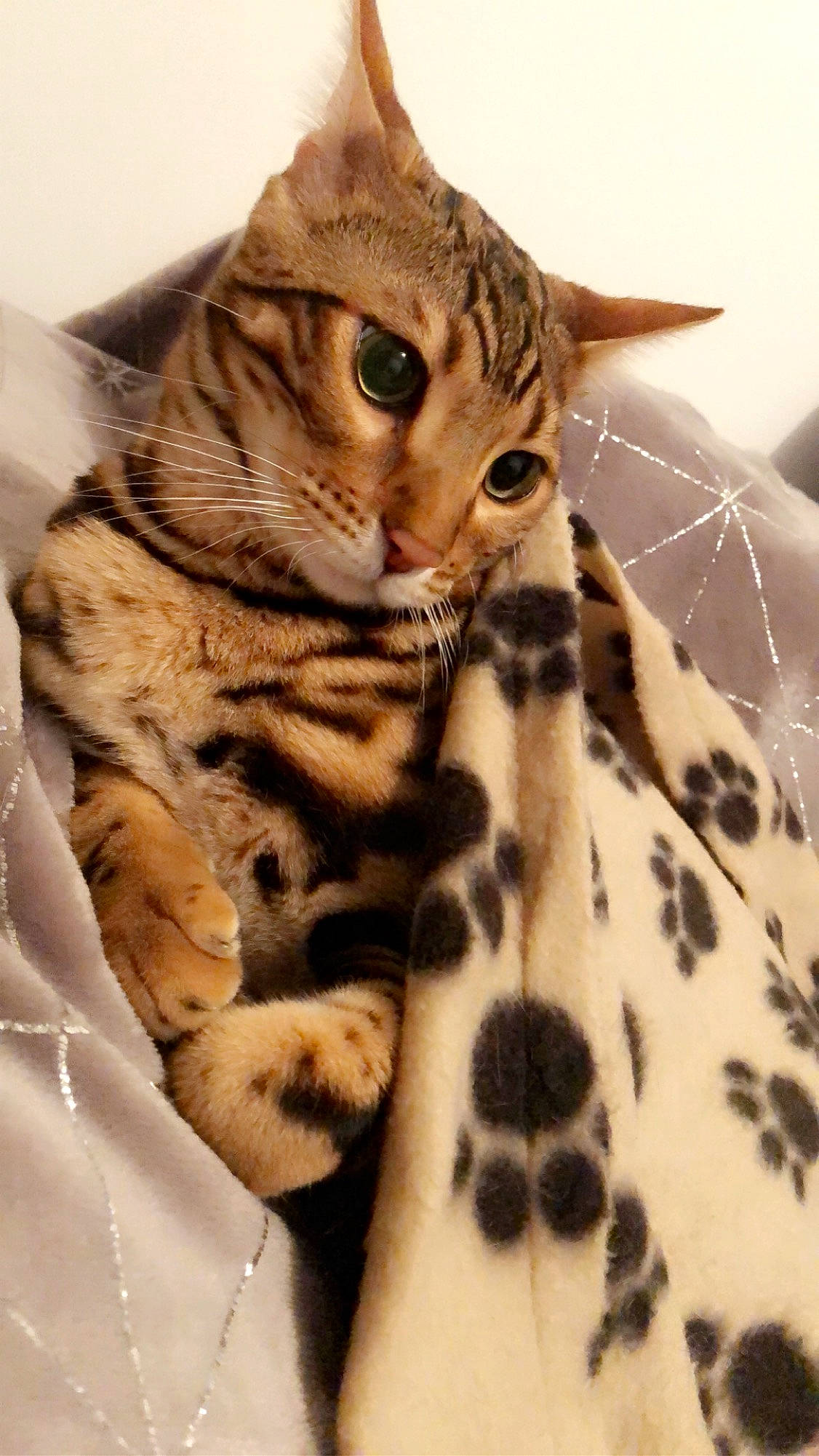 Pinceau a rejoint le concours — aidez-le/la à gagner de superbes lots ! american_shorthair, american_wirehair, asian, australian_mist, bengal, california_spangled, carnivore, cat, domestic_short_haired_cat, dragon_li, european_shorthair, felidae, kitten, mammal, small_to_medium_sized_cats, snout, sokoke, tabby_cat, vertebrate, whiskers