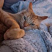 Maya participe au concours pour gagner de l'argent avec cette photo : cat, orange_tabby, pet, animal, feline, resting, cozy, blanket, soft_texture, indoor, closeup, cute, relaxed, sleepy, paw, fur, whiskers, comfort, home, warm