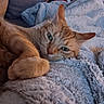 cat, orange_tabby, pet, animal, feline, resting, cozy, blanket, soft_texture, indoor, closeup, cute, relaxed, sleepy, paw, fur, whiskers, comfort, home, warm