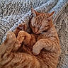 Maya participe au concours pour gagner de l'argent avec cette photo : cat, ginger_cat, sleeping, curled_up, fluffy_blanket, cozy, domestic_cat, pet, feline, fur, whiskers, paw, relaxed, cute, nap, indoor, soft_texture, resting, animal, warm