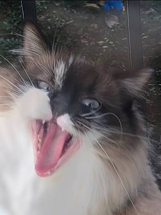 Plume a rejoint le concours — aidez-le/la à gagner de superbes lots ! carnivore, cat, claw, comfort, fang, felidae, fur, happy, paw, photo_caption, small_to_medium_sized_cats, snout, tail, tooth, whiskers, window, yawn