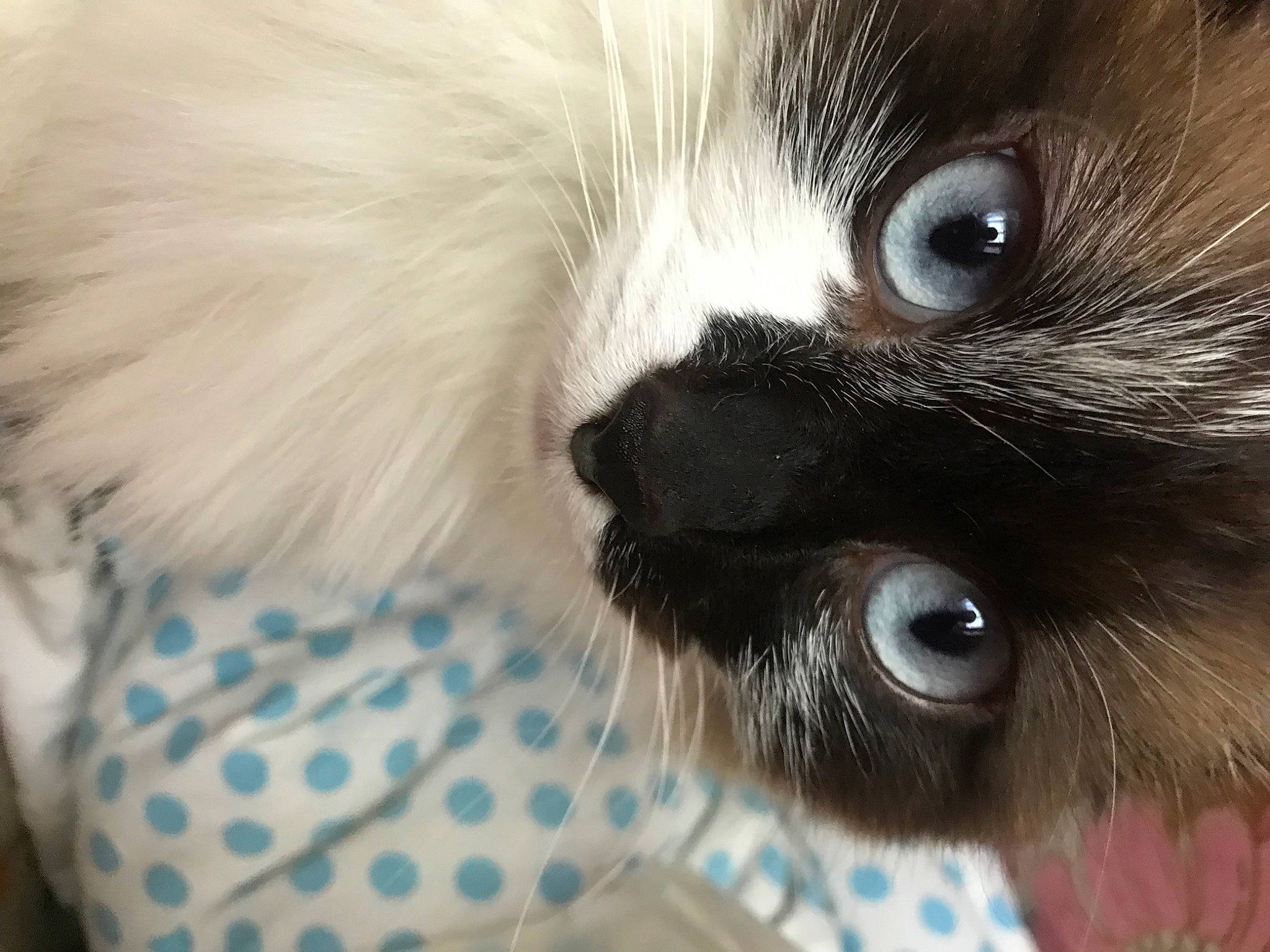 Plume a rejoint le concours — aidez-le/la à gagner de superbes lots ! balinese, carnivore, cat, claw, comfort, curious, domestic_short_haired_cat, eyelash, felidae, fur, iris, paw, small_to_medium_sized_cats, snout, tail, terrestrial_animal, thai, whiskers