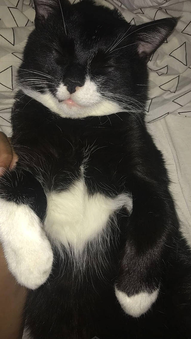 Moon a rejoint le concours — aidez-le/la à gagner de superbes lots ! carnivore, cat, claw, comfort, domestic_short_haired_cat, eye, felidae, foot, fur, gesture, head, human_body, human_leg, leg, paw, small_to_medium_sized_cats, snout, tail, terrestrial_animal, whiskers