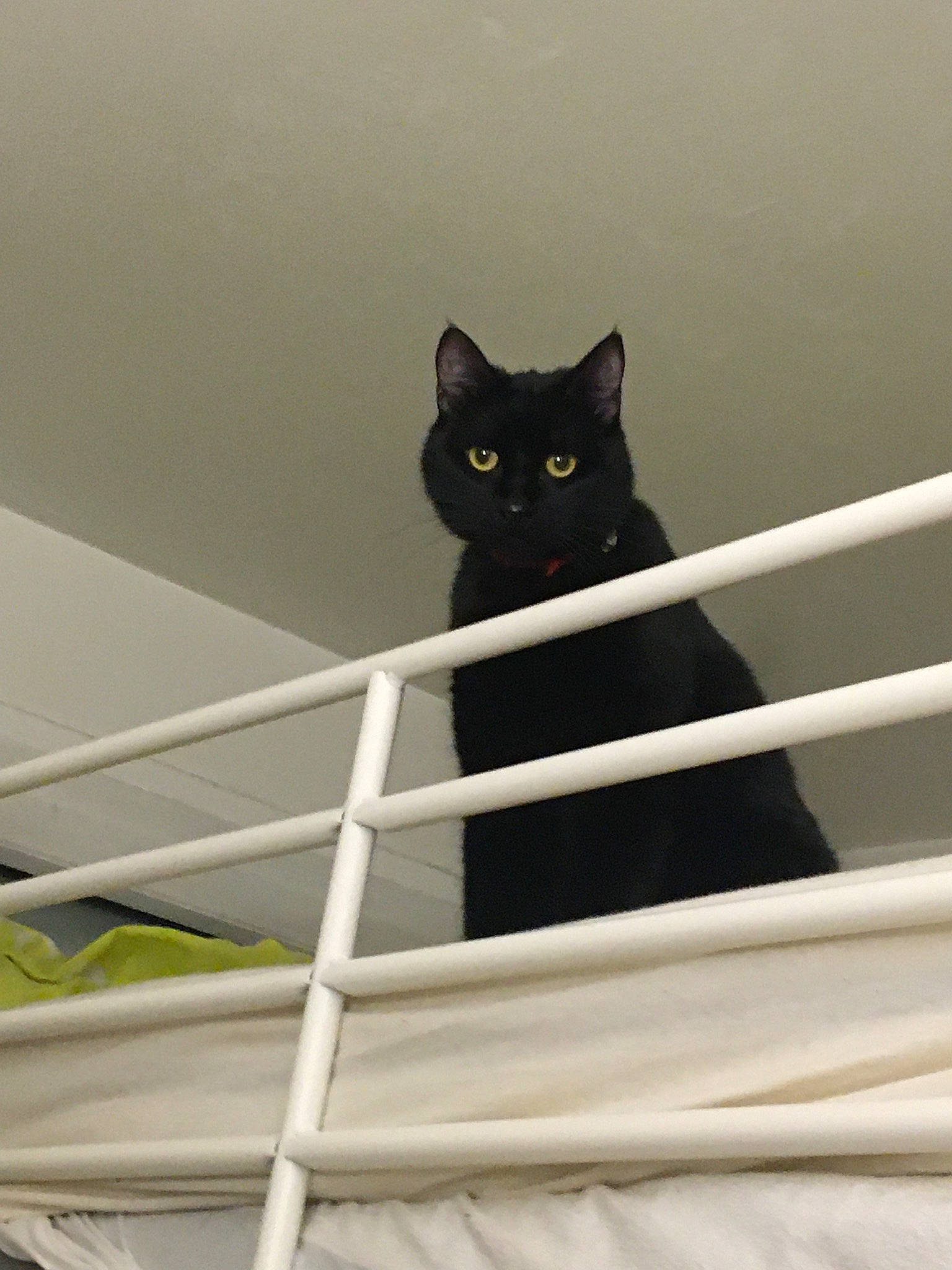 Kinder a rejoint le concours — aidez-le/la à gagner de superbes lots ! black_cat, bombay, carnivore, cat, domestic_short_haired_cat, felidae, fur, grey, guard_rail, handrail, metal, room, small_to_medium_sized_cats, stairs, tail, terrestrial_animal, tree, vertebrate, whiskers, window