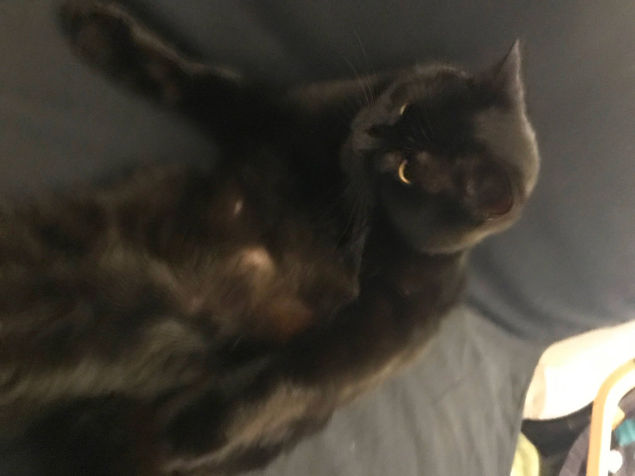 Kinder participe au concours pour gagner de l'argent avec cette photo : black_cat, carnivore, cat, cloud, comfort, darkness, domestic_short_haired_cat, ear, felidae, fur, grey, paw, sky, small_to_medium_sized_cats, tail, terrestrial_animal, whiskers