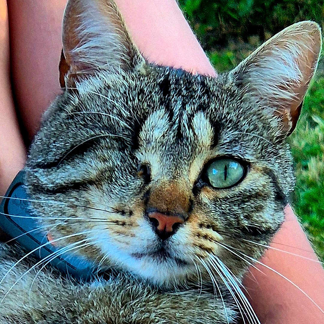 Gaïa a rejoint le concours — aidez-le/la à gagner de superbes lots ! animal, cat, close_up, collar, cute, domestic_cat, face, feline, friendly, fur, green_eye, nature, one_eyed, outdoor, person_arm, pet, portrait, relaxed, tabby, whiskers