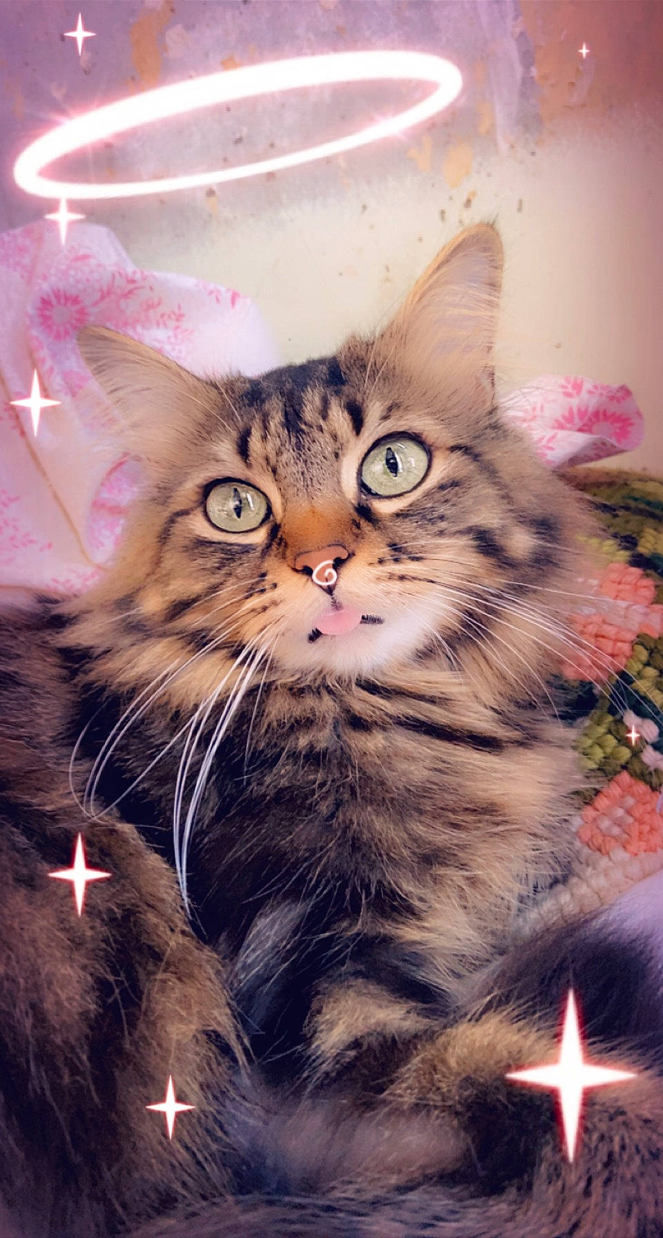 Dadou a rejoint le concours — aidez-le/la à gagner de superbes lots ! carnivore, cat, domestic_short_haired_cat, event, fawn, felidae, fur, grass, happy, holiday, paw, photo_caption, small_to_medium_sized_cats, snapshot, snout, whiskers