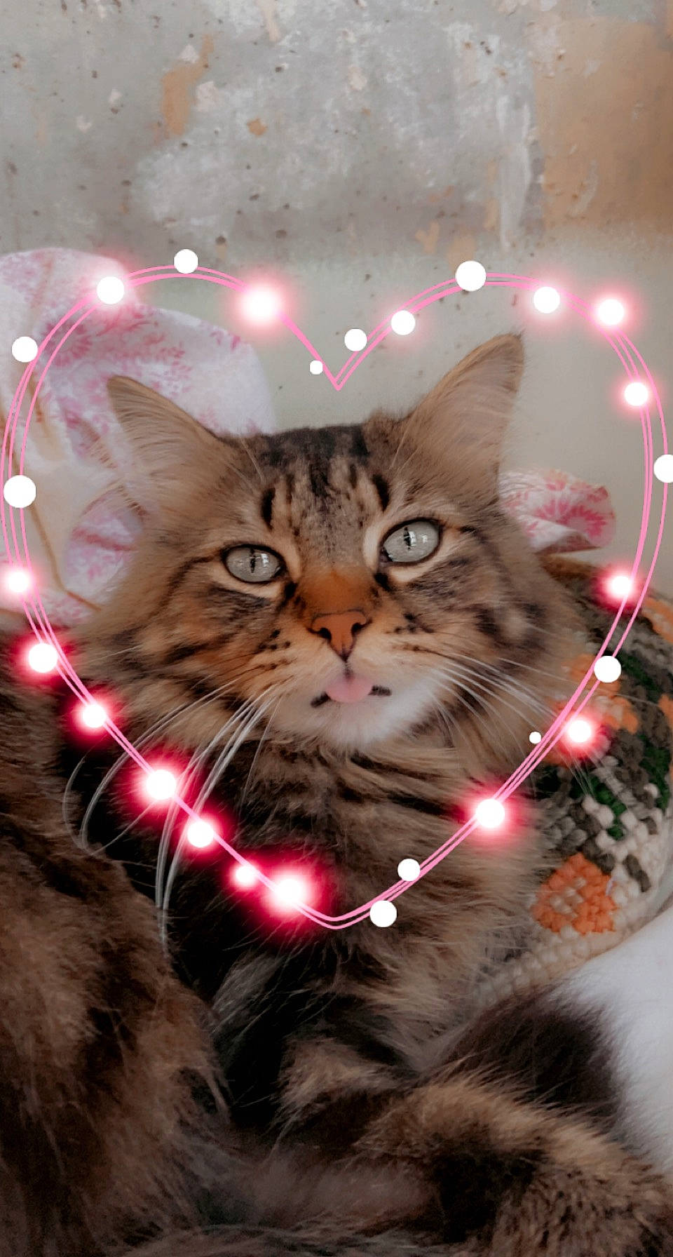 Dadou participe au concours pour gagner de l'argent avec cette photo : carnivore, cat, christmas, darkness, domestic_short_haired_cat, event, fawn, felidae, fur, holiday, light, midnight, night, organism, paw, small_to_medium_sized_cats, snout, whiskers, winter