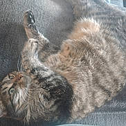 Little One is registered to the contest to win money with this photo: animal, cat, closeup, couch, curious, cute, domestic, feline, fur, indoor, mammal, paws, pet, playful, relaxed, resting, soft, striped, tabby, whiskers