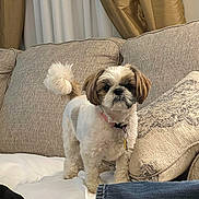 Ellie May is registered to the contest to win money with this photo: dog, small_dog, pet, indoor, couch, pillow, curtain, furniture, living_room, fluffy, white_fur, brown_fur, collar, tag, standing, looking, cute, cozy, domestic, companion