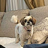 dog, small_dog, pet, indoor, couch, pillow, curtain, furniture, living_room, fluffy, white_fur, brown_fur, collar, tag, standing, looking, cute, cozy, domestic, companion