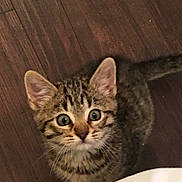 Lola participe au concours pour gagner de l'argent avec cette photo : kitten, cat, tabby, fur, ears, eyes, floor, wooden_floor, pet, animal, cute, young, whiskers, indoor, looking_up, mammal, small, domestic_animal, curious, feline