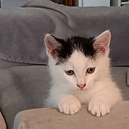 Otis is registered to the contest to win money with this photo: cat, kitten, black_and_white, fluffy, pet, animal, portrait, close_up, sitting, paws, ears, eyes, whiskers, pink_nose, fur, indoor, couch, cushion, cozy, cute