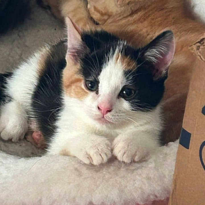 Sadie Sue joined the competition — help win amazing prizes! animal, calico_cat, cat, closeup, cozy, cute, domestic_cat, feline, fur, ginger_cat, indoor, kitten, paw, pet, relaxing, resting, sleeping_cat, soft_bed, whiskers, young_cat