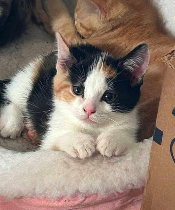 Sadie Sue joined the competition — help win amazing prizes! calico_cat, kitten, cat, sleeping_cat, ginger_cat, pet, animal, feline, cute, soft_bed, cozy, indoor, resting, fur, whiskers, paw, closeup, young_cat, domestic_cat, relaxing