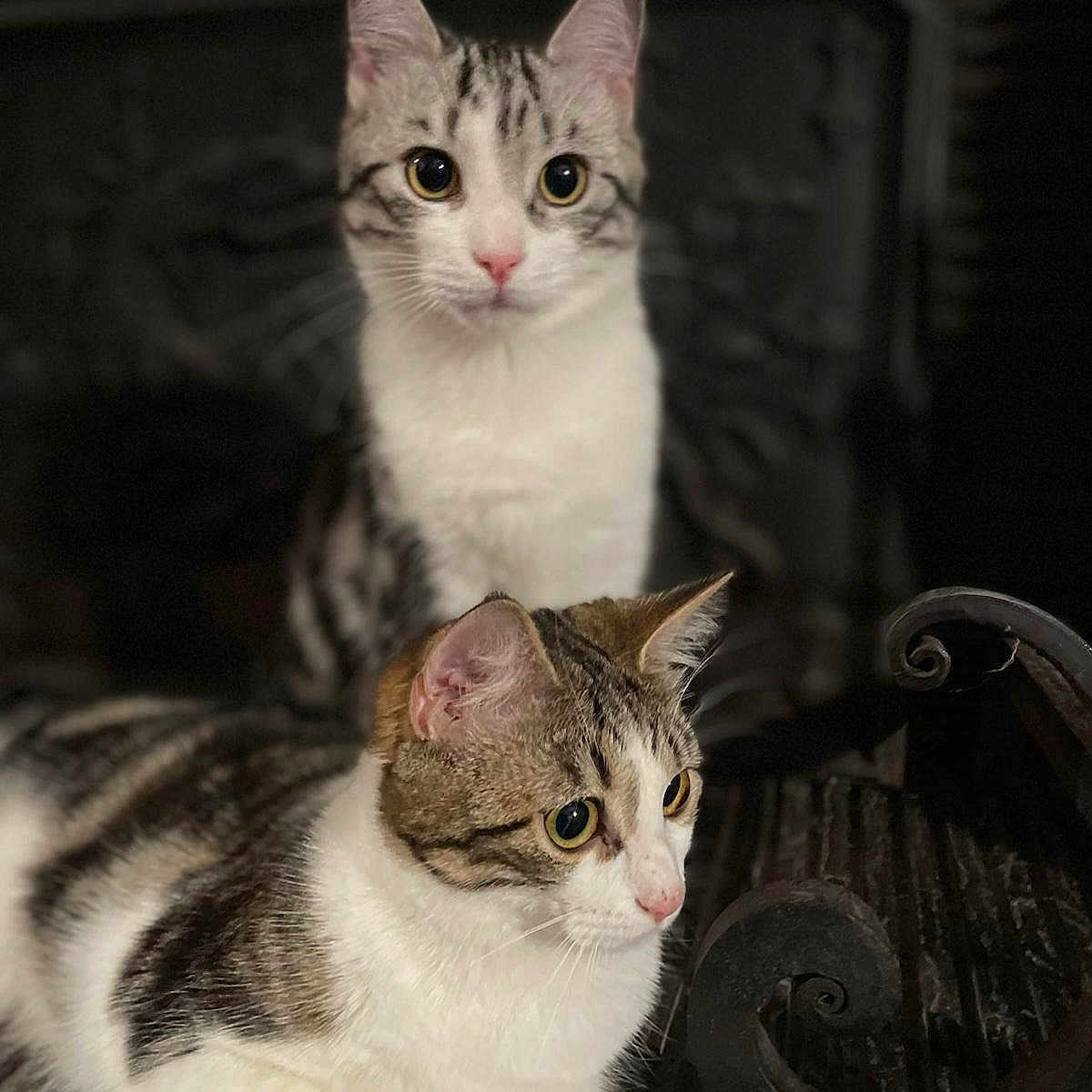 Volt Ett Zia a rejoint le concours — aidez-le/la à gagner de superbes lots ! abyssinian, angora, animal, cat, egyptiancat, fireplace, hardwood, indoors, kitten, manx, pet, siamese, wood