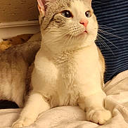 Peaches is registered to the contest to win money with this photo: cat, blue_eyes, feline, pet, indoor, blanket, resting, fur, whiskers, curious, cozy, cushion, soft, closeup, portrait, animal, relaxed, mammal, pink_nose, tabby