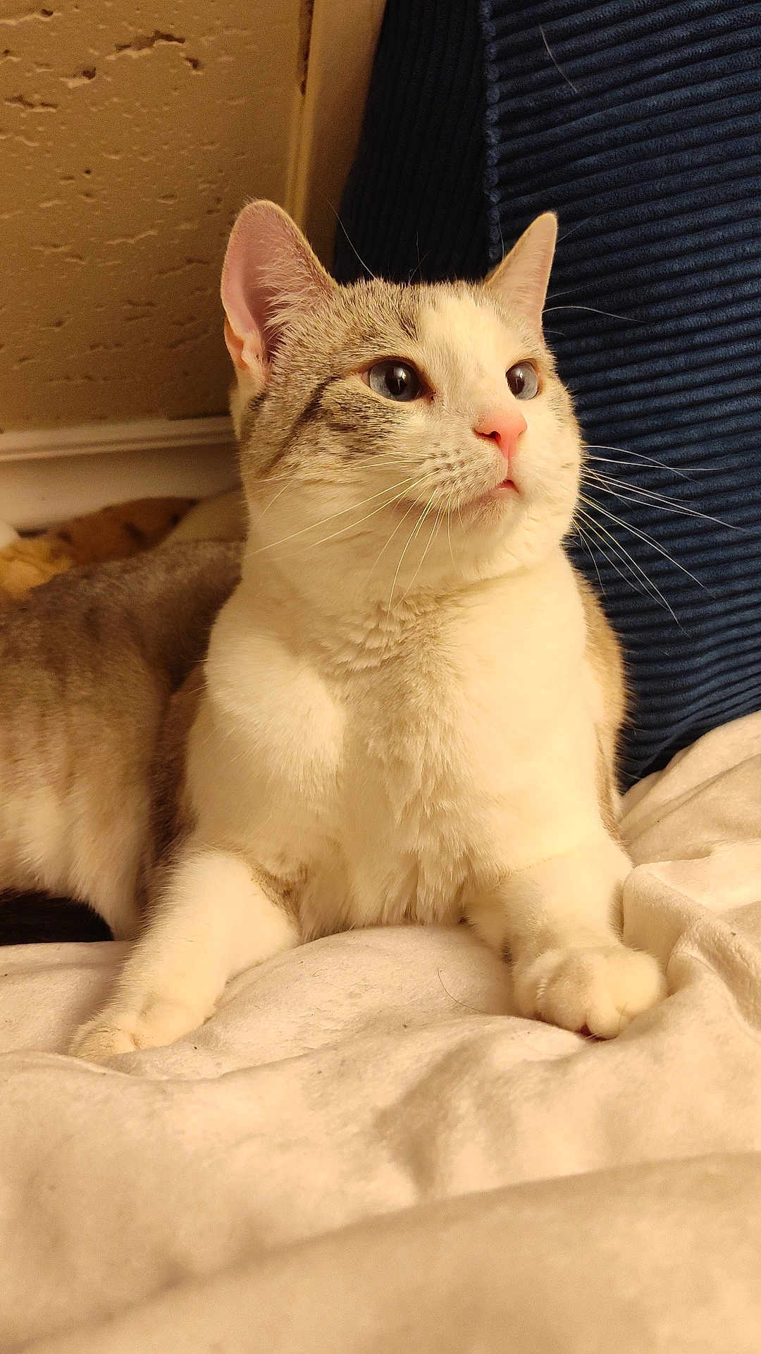 Peaches