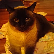 Rondo joined the competition — help win amazing prizes! cat, siamese_cat, pet, animal, indoor, blanket, feline, closeup, cozy, home, fur, whiskers, ears, eyes, lying_down, mammal, comfort, cute, domestic_animal, floor