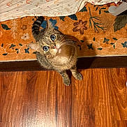 Rhalîon is registered to the contest to win money with this photo: animal, blue_eyes, cat, cozy, curious, domestic_cat, ears, feline, flooring, floral_pattern, indoor, looking_up, patterned_sheet, pet, rug, sheet, tabby_cat, tail, whiskers, wooden_floor