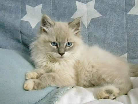 Jiji participe au concours pour gagner de l'argent avec cette photo : asian_semi_longhair, birman, british_longhair, british_semi_longhair, carnivore, cat, cymric, domestic_long_haired_cat, fawn, felidae, kitten, mammal, norwegian_forest_cat, persian, ragamuffin, ragdoll, siberian, small_to_medium_sized_cats, vertebrate, whiskers