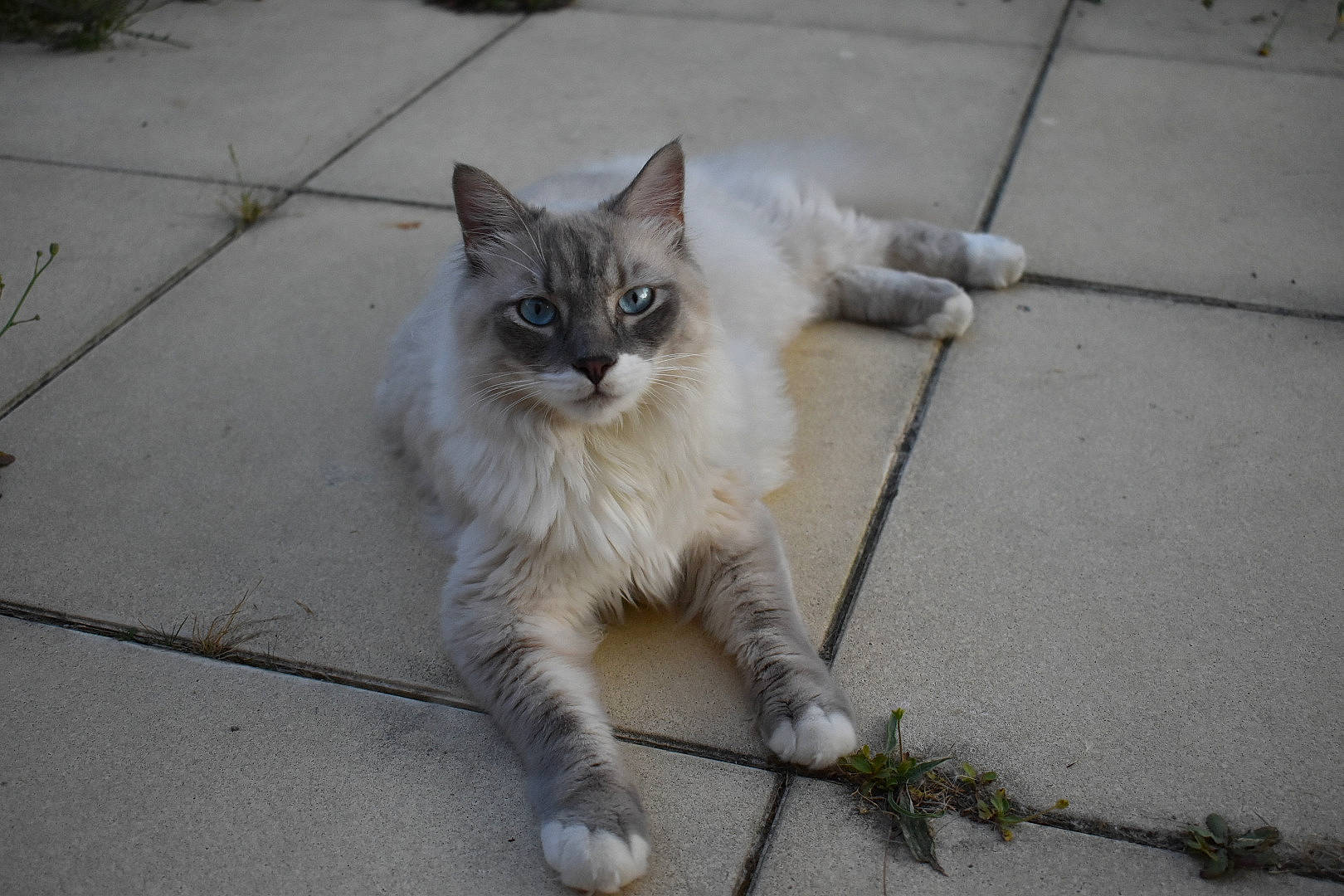 Jiji participe au concours pour gagner de l'argent avec cette photo : aegean_cat, asian_semi_longhair, british_semi_longhair, carnivore, cat, domestic_long_haired_cat, domestic_short_haired_cat, european_shorthair, felidae, kitten, mammal, norwegian_forest_cat, ojos_azules, polydactyl_cat, ragamuffin, siberian, small_to_medium_sized_cats, tail, vertebrate, whiskers